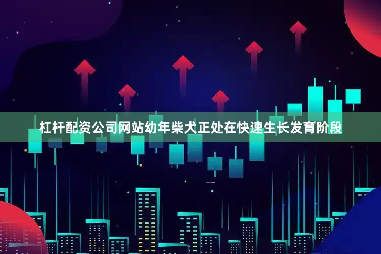 杠杆配资公司网站幼年柴犬正处在快速生长发育阶段